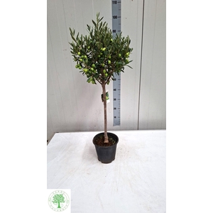 OLEA EUROPAEA
