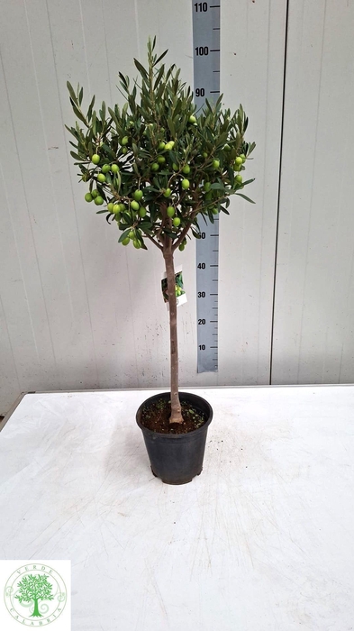 <h4>OLEA EUROPAEA</h4>