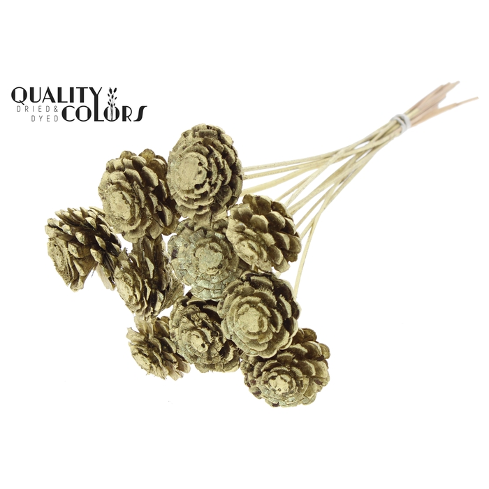 <h4>Pine cone cut 5-7cm on stem Gold</h4>