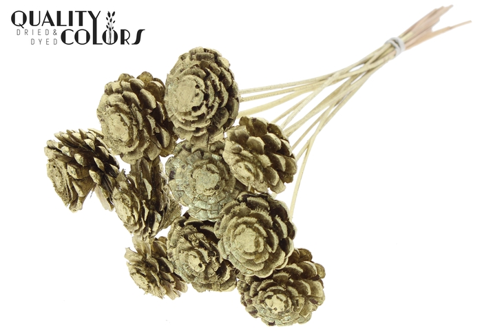 Pine cone cut 5-7cm on stem Gold