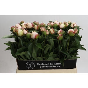 Paeonia Festiva Maxima