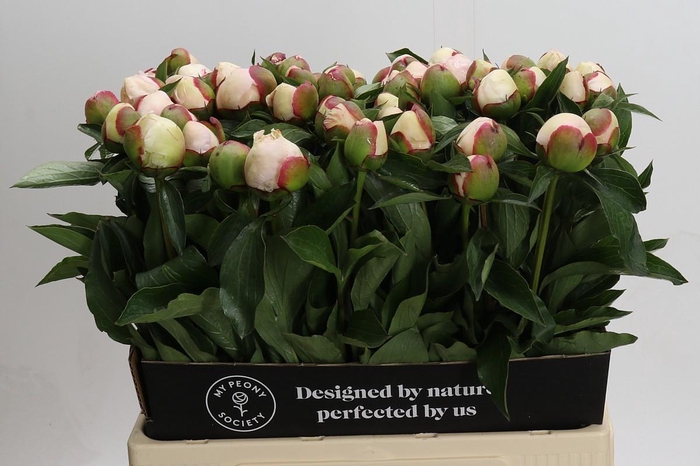 <h4>Paeonia Festiva Maxima</h4>