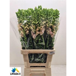 Antir Poto Light Pink 75cm