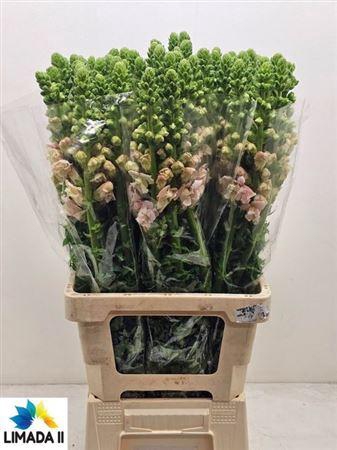 <h4>Antir Poto Rose</h4>