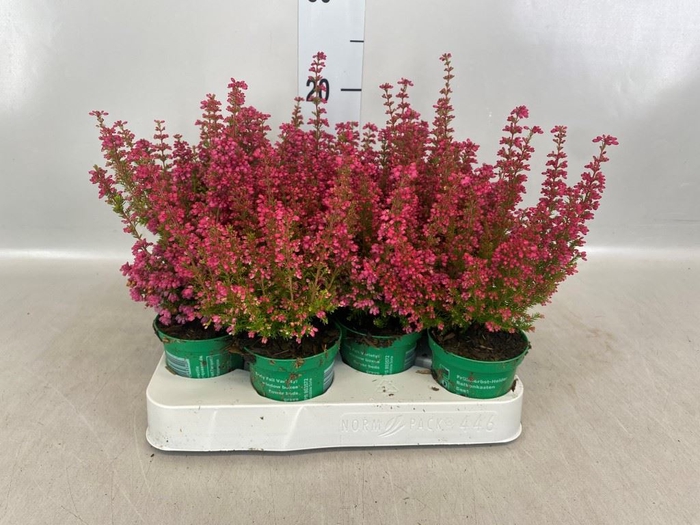 Erica gracilis 'Bea Queen Margaret'