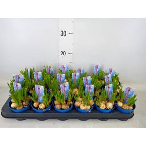 Muscari 'Atlantic'