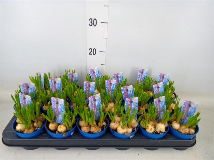 <h4>Muscari  'Atlantic'</h4>