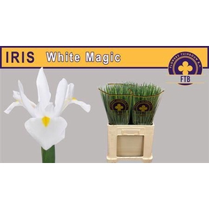 Iris White Magic