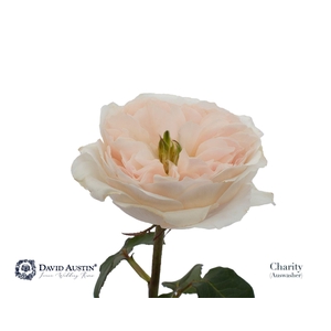 Rosa GR 'David Austin Charity'