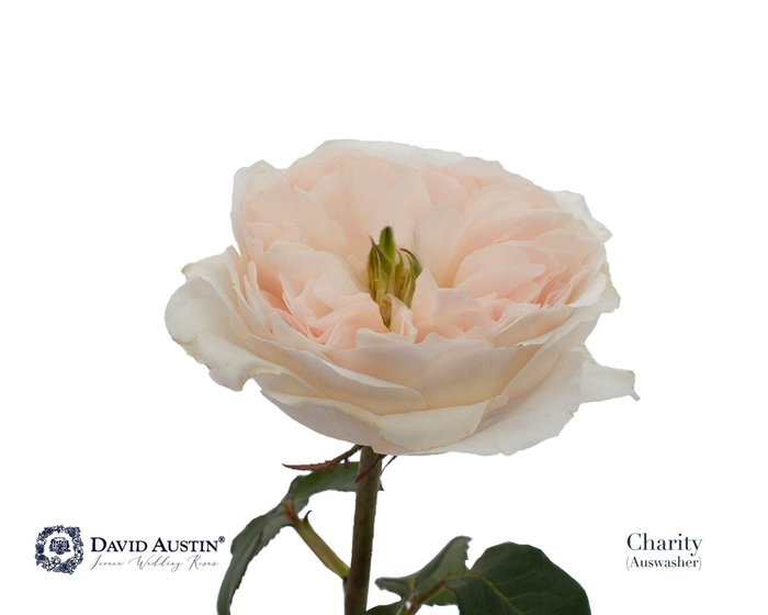 <h4>Rosa GR 'David Austin Charity'</h4>