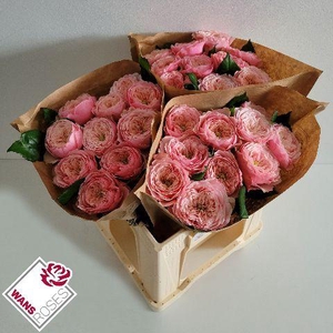 R GR NORTHANGE ABBEY .