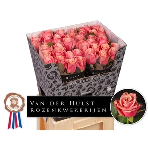 R Gr Adele Hulst