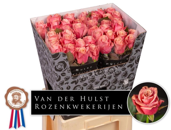 <h4>R Gr Adele Hulst</h4>