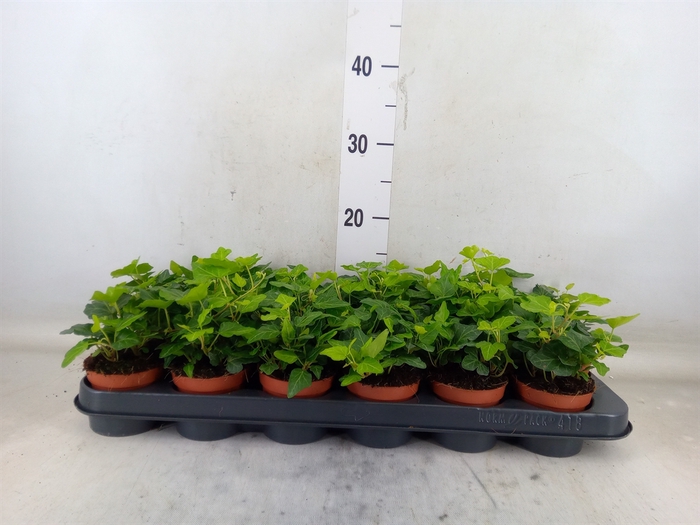 <h4>Hedera helix 'Wonder'</h4>