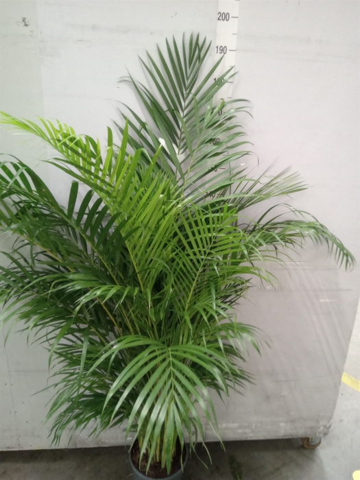 <h4>Dypsis lutescens   ...Chrysalidoca</h4>