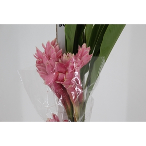 ALPINIA PURPURATA ROSA
