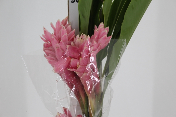 <h4>ALPINIA PURPURATA ROSA</h4>