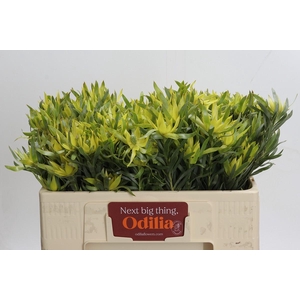 Leucadendron Pisa Spray