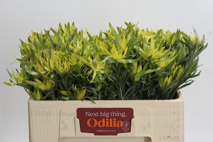 <h4>Leucadendron Pisa Spray</h4>