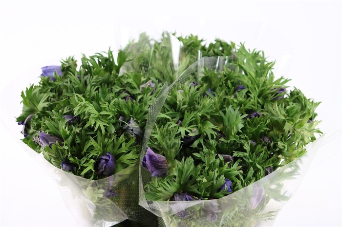 <h4>Anem Marianne Blue</h4>