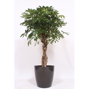 Schefflera arboricola Compacta in San Remo 