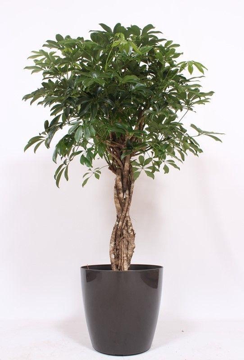<h4>Schefflera arboricola Compacta in San Remo "antraciet"</h4>