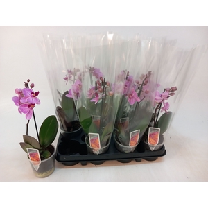 PHAL MF OV ROZE
