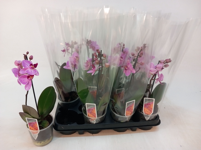<h4>PHAL MF OV ROZE</h4>