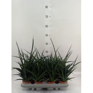 Sansevieria 'Fernwood'