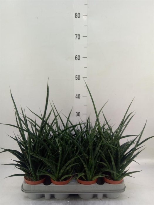 <h4>Sansevieria 'Fernwood'</h4>