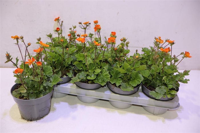 <h4>Geum Co Borisii</h4>