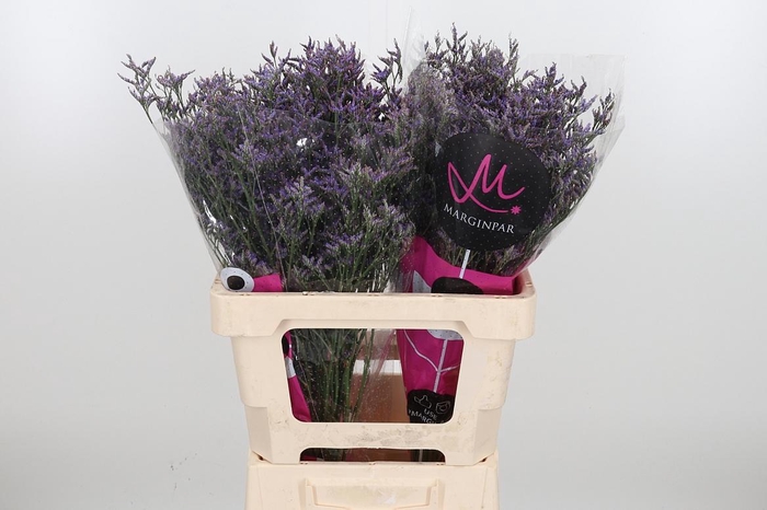 <h4>Lim Saf Dark Blue</h4>