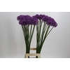 Allium Stratos