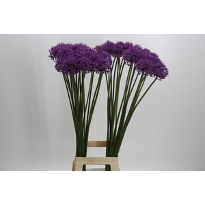 Allium Stratos