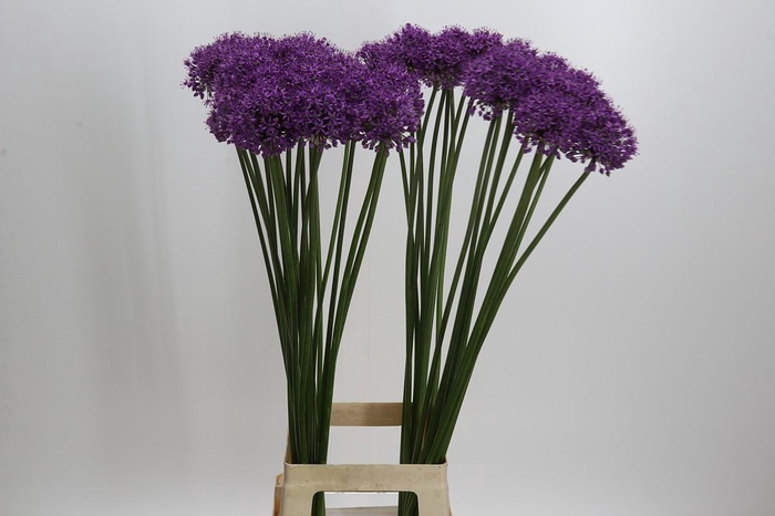 <h4>Allium Stratos</h4>