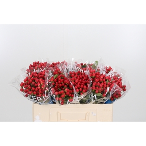 Hyp Coco Rio Rood