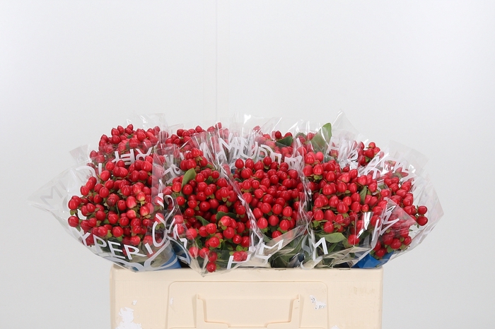 <h4>Hyp Coco Rio Rood</h4>