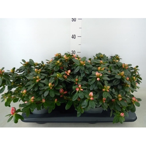 Rhododendron sim.   ...