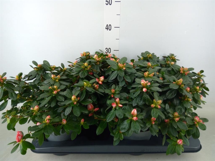 <h4>Rhododendron sim.   ...</h4>