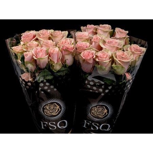 R Gr Absolut In Pink