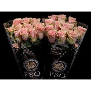 R Gr Absolut In Pink