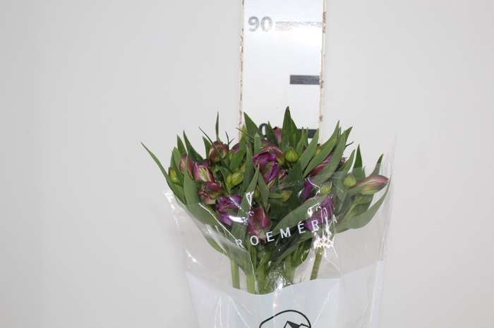 <h4>ALSTROEMERIA XANADU 080 CM ROXO</h4>