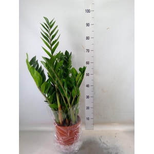 Zamioculcas zamiifolia