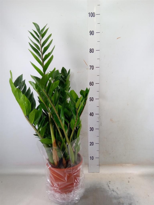 <h4>Zamioculcas zamiifolia</h4>
