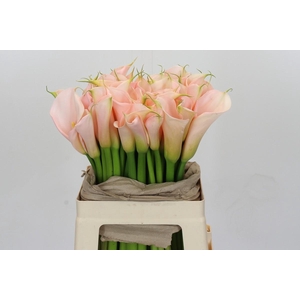 Zantedeschia Eydolls Salmon