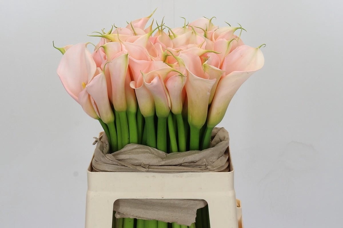 Zantedeschia Eydolls Salmon