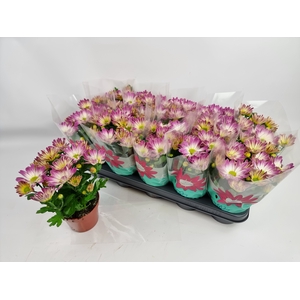 CHRYS RAINB PINK SEC