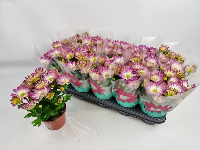 <h4>CHRYS RAINB PINK SEC</h4>