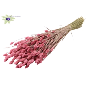 Phalaris per bunch Frosted Pink