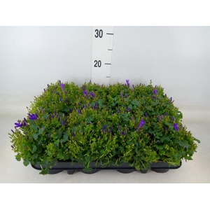 Campanula porten. 'Get Mee'